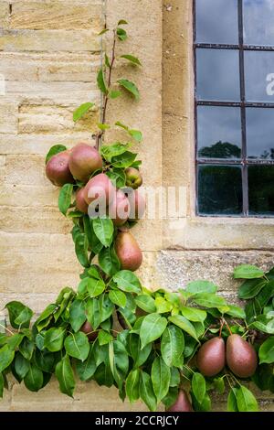 Poires de Worcester noires poussant contre un mur de pierre de Cotswold, Angleterre Banque D'Images