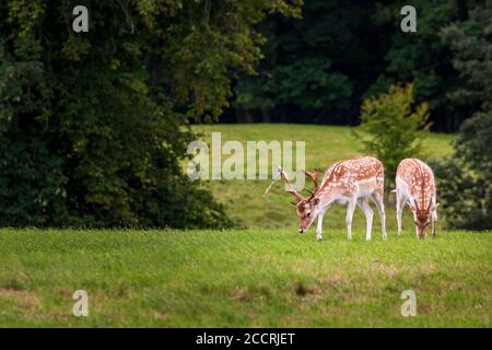 Cerf de Virginie dans un parc de cerfs anglais Banque D'Images