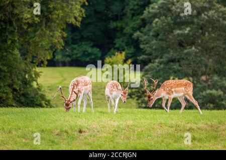 Les jeunes cerfs en jachère s'agent dans un parc de cerfs anglais Banque D'Images