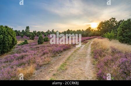 Paysage avec erica en pleine floraison dans la bruyère de Lunebourg près de la montagne de Wilsede, Niedersachsen, Allemagne, paysage Banque D'Images