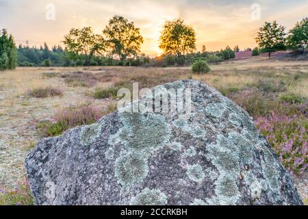 Paysage avec erica en pleine floraison dans la bruyère de Lunebourg près de la montagne de Wilsede, Niedersachsen, Allemagne, paysage Banque D'Images