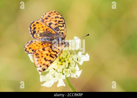 Papillon frit tacheté - Melitaea didyma, beau papillon des prés et des prairies d'Europe, Havraniky, République Tchèque. Banque D'Images