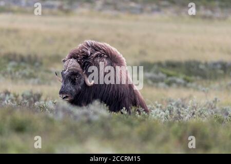 DOMBAAS, NORVÈGE - 2018 AOÛT 01.The big Musk Ox in the grass and mangeant. Banque D'Images