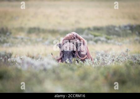 DOMBAAS, NORVÈGE - 2018 AOÛT 01.The big Musk Ox me regarde au parc national de Dovre. Banque D'Images