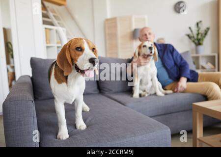 Portrait complet d'un adorable beagle chien debout sur un canapé et regardant la caméra avec un homme âgé en arrière-plan, espace de copie Banque D'Images