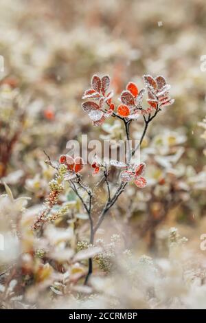 Brousse colorée surgelée avec des feuilles d'orange de près Banque D'Images