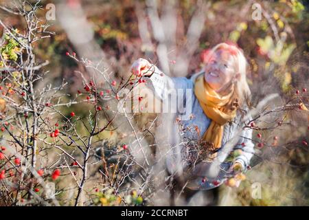 Vue de dessus de la femme mature collectant des fruits de rosehip dans la nature d'automne. Banque D'Images