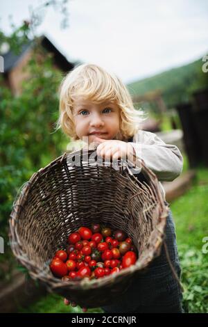 Petit garçon collectant des tomates cerises à l'extérieur dans le jardin, concept de mode de vie durable. Banque D'Images