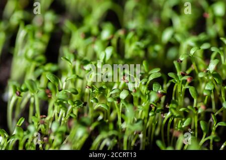 Cresson de jardin, jeunes plantes, macro photo d'en haut. Lepidium sativum, herbe comestible. Microgreen. Arôme et saveur poivrés. Aussi appelé moutarde et cresson Banque D'Images