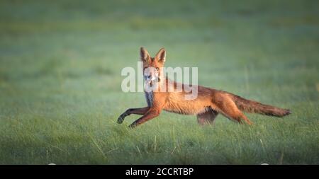 Renard rouge Vulpes il attrape une souris dans la prairie et regarda autour de la prise, la meilleure photo Banque D'Images