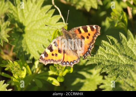 Petit papillon tortoiseshell assis sur une feuille. Aglais urticaire. Banque D'Images