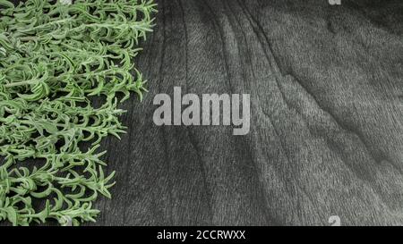 Bouquet de sauge fraîche sur une table en bois sombre. Herbe de sauge verte pour le thé. Branches et feuilles de sauge sur fond gris. Salvia officinalis. Copier l'espace pour tex Banque D'Images