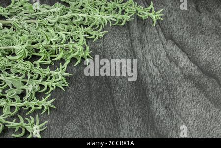 Bouquet de sauge fraîche sur une table en bois sombre. Herbe de sauge verte pour le thé. Branches et feuilles de sauge sur fond gris. Salvia officinalis. Copier l'espace pour tex Banque D'Images