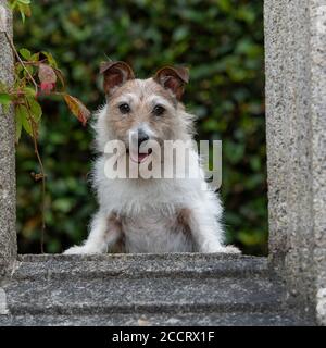 Jack Russell Terrier dog Banque D'Images