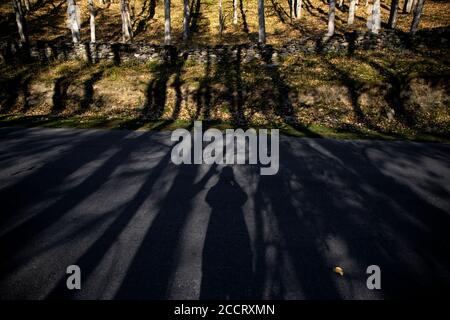 La lumière et l'ombre font de beaux motifs abstraits sur une route À travers une forêt, un après-midi d'automne dans la vallée de Spiti Banque D'Images