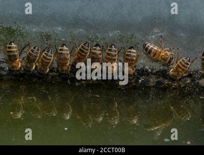Les abeilles domestiques des travailleurs, APIs mellifera, buvant à la surface verticale au niveau de la cuvette d'eau. Hampshire. Banque D'Images