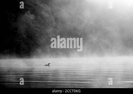 Misty Morning à bon Echo avec un Loon sur le lac Banque D'Images