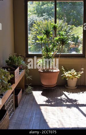Plantes devant de grandes fenêtres dans une vieille maison. Banque D'Images