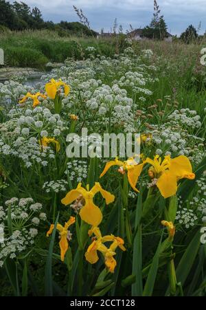 Drapeau jaune, Iris pseudocorus, et Hemlock Water Dropwort en pleine fleur le long du ruisseau Mill, partie de la rivière Avon, à Ringwood, Hants. Banque D'Images