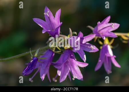 Mise au point douce de fleurs de rampion pourpre (Campanula rapunculus) sur un arrière-plan flou Banque D'Images