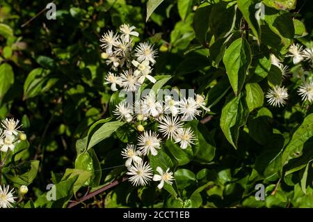 gros plan des fleurs de clematis vitalba ou de la joie des voyageurs en plein soleil le matin Banque D'Images