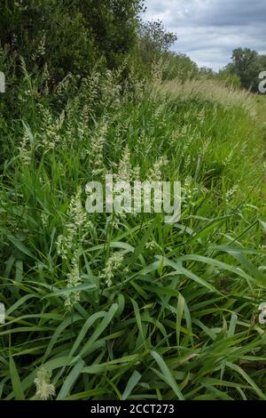 L'herbe des canaries de roseau, Phalaris arundinacea, croissant le long du bord d'un champ humide de plaine inondable, Hants. Banque D'Images