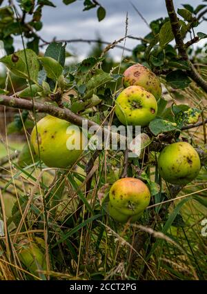 Pommes arbres et pommes dans un vieux abandonné et désutilisé orchard qui commence à devenir surcultivé Banque D'Images