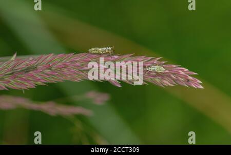 Insecte végétal, Leptopterna dolabrata, nymphes sur l'herbe du Yorkshire Fog. Banque D'Images