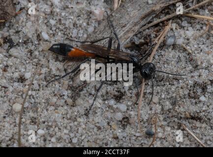 Guêpe de sable de Heath femelle, Ammophila pubescens sur la lande sablonneuse, Purbeck, Dorset. Banque D'Images