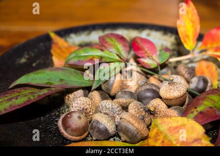 Une durée de vie fixe constituée d'une plaque remplie de minuscules glands et feuilles d'automne colorées sur un plan d'examen en bois Banque D'Images