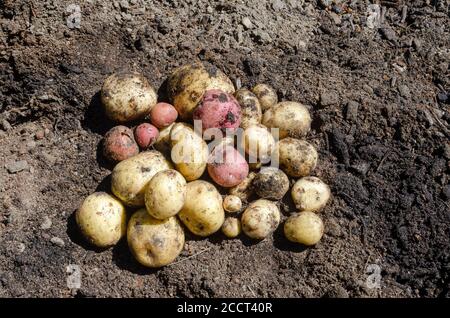 Pommes de terre blanche Kennebec et Pontiac rouges fraîchement moulées, solanum tuberosum, sur le sol Banque D'Images