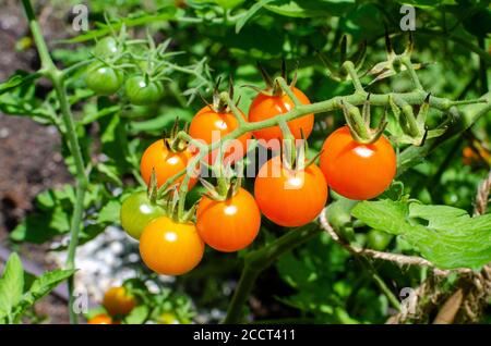 Tomates cerises Sungold mûrissant sur la vigne Banque D'Images