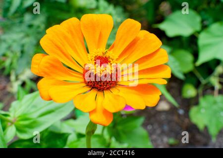 Macro gros plan d'un Orange Zinnia elegans en fleur dans le jardin Banque D'Images