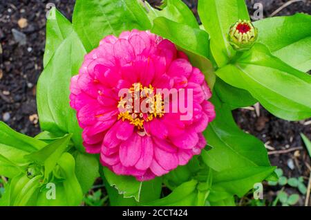 Rose vif Dwarf Zinnia elegans gros plan d'en haut dans le jardin Banque D'Images