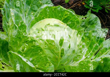 Tête de chou dans le jardin en gros plan montrant l'échappatoire de chou et d'autres insectes nuisibles dommages des trous mangés dans les feuilles pendant la croissance utilisant des méthodes organiques Banque D'Images