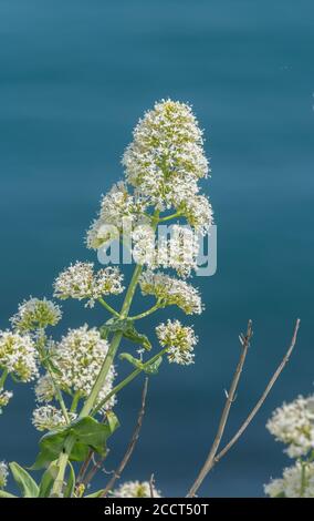 Valériane rouge, rubère de Centranthus, dans sa forme blanche, naturalisé sur des roches calcaires côtières, Portland, Dorset. Banque D'Images