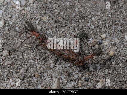 Les travailleurs de fourmis de bois transportant de la chenille vers le nid. Banque D'Images