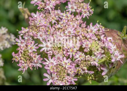 Forme rose de Hotweed, Heracleum sphondylium, fleurs sur le bord de la route. Banque D'Images