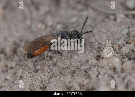 Femelle abeille à ailes foncées, Sphecodes gibbus (ou une espèce étroitement apparentée), kleptoparasite sur l'espèce Halictus. Le pays de la lande de Purbeck. Banque D'Images