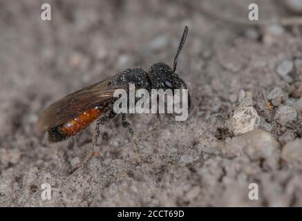 Femelle abeille à ailes foncées, Sphecodes gibbus (ou une espèce étroitement apparentée), kleptoparasite sur l'espèce Halictus. Le pays de la lande de Purbeck. Banque D'Images