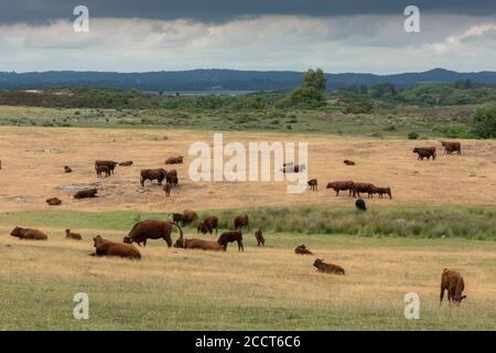 Bovins Red Devon, troupeau paissant des pâturages secs près de Hartland Moor, Purbeck, Dorset. Banque D'Images