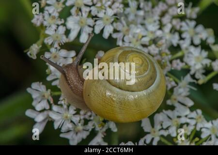 Escargot à lèvres blanches, escargot à bandes de jardin, Cepaea hortensis, Banque D'Images