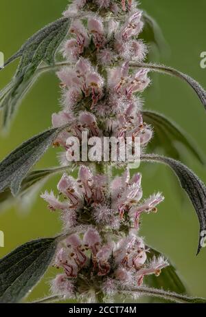 Motherwort, Leonurus cardiaca, en fleur. Europe de l'est. Banque D'Images