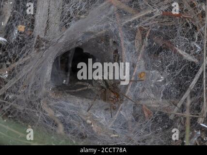 Araignée labyrinthe, Agelena labyrinthica; femelle à l'embouchure de son réseau d'entonnoirs. Dorset Heathland. Banque D'Images