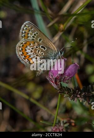 Femelle bleu à clous argentés, Plebejus argus, établie sur Heath à feuilles croisées, Dorset. Banque D'Images