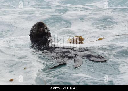 Loutre de mer manger un crabe dans Morro Bay Banque D'Images