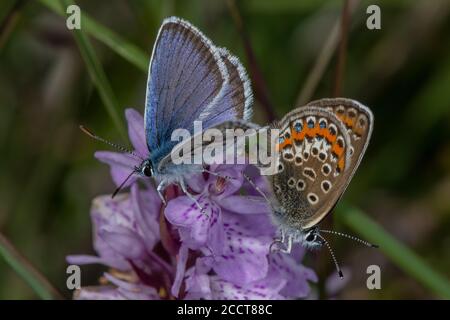 Paire de bleus argentés, Plebejus argus, on Heath Spotted Orchid, Dorset. Banque D'Images