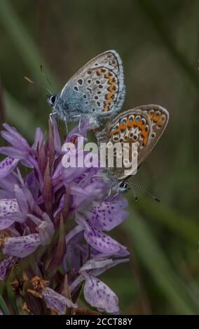 Paire de bleus argentés, Plebejus argus, on Heath Spotted Orchid, Dorset. Banque D'Images