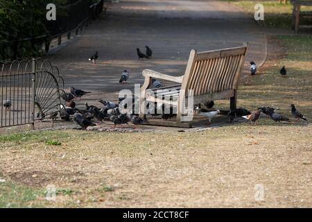 Pigeons à St James Park, Londres, Royaume-Uni. Banque D'Images