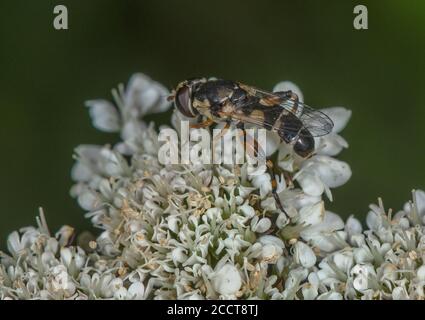 Un aéroglisseur à pattes épaisses, Syritta pipipipiens, qui se nourrit de l'ombellifer. Banque D'Images